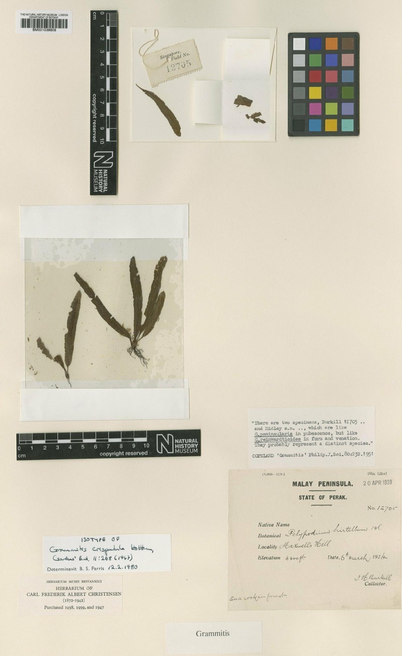 Grammitis crispatula photo 3