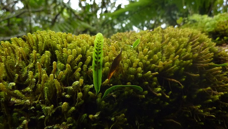 Grammitis cryptophlebia