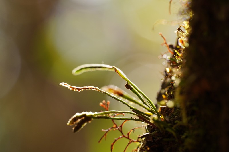 Grammitis cryptophlebia photo 2