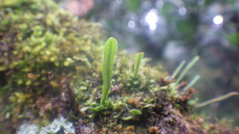 Grammitis cryptophlebia photo 3