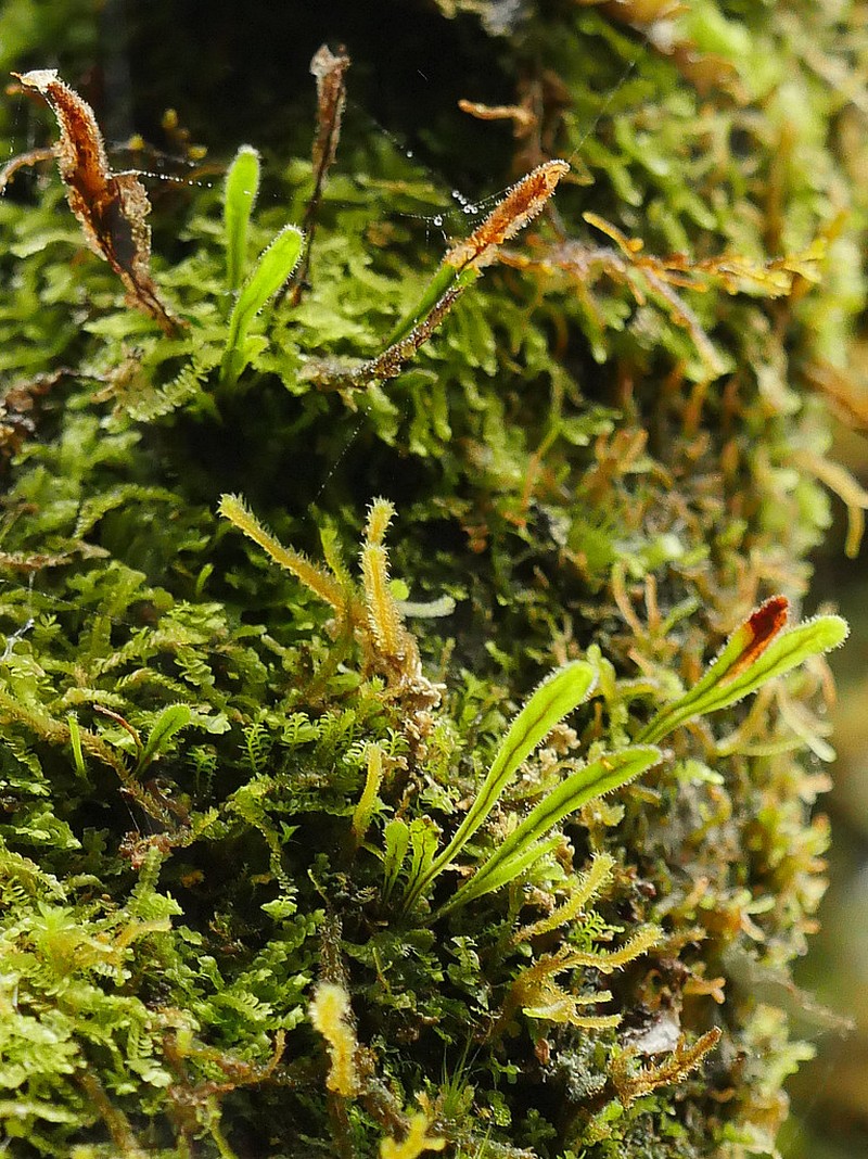 Grammitis cryptophlebia photo 4