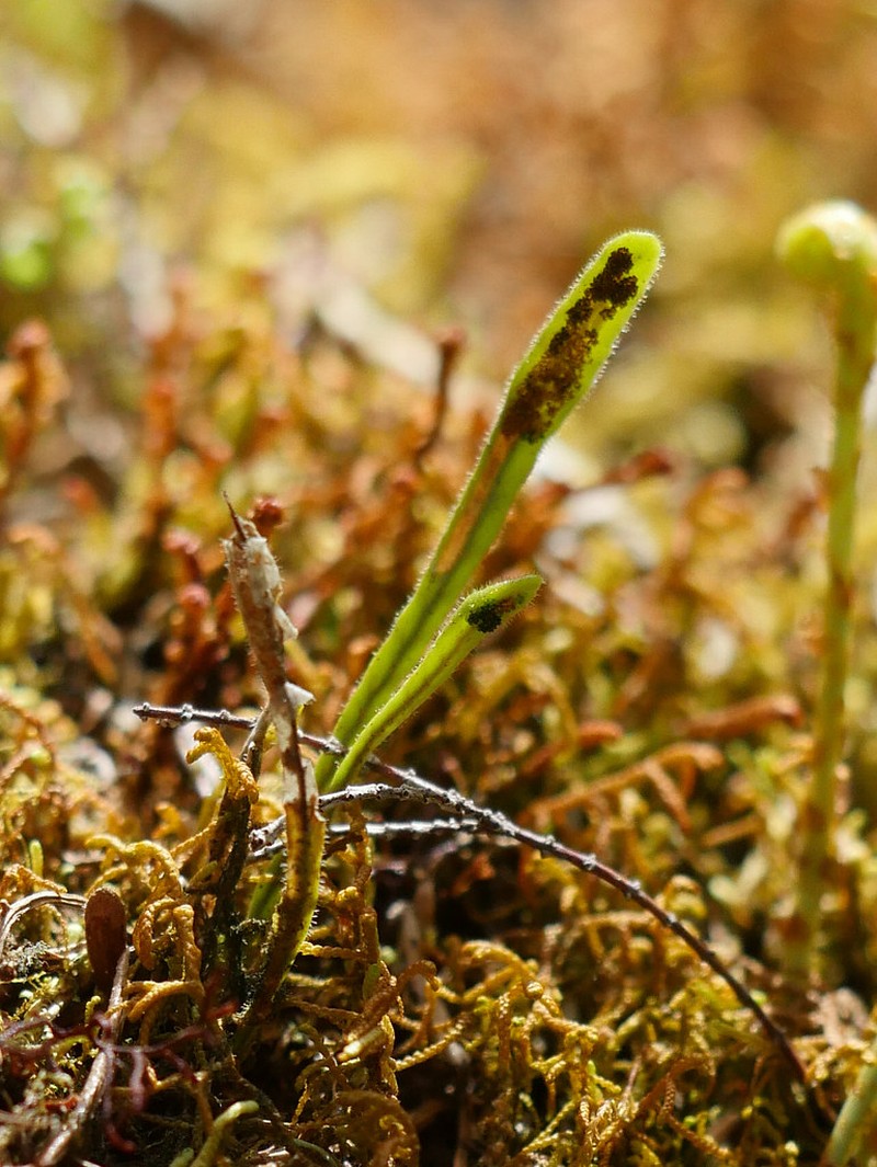 Grammitis cryptophlebia photo 5