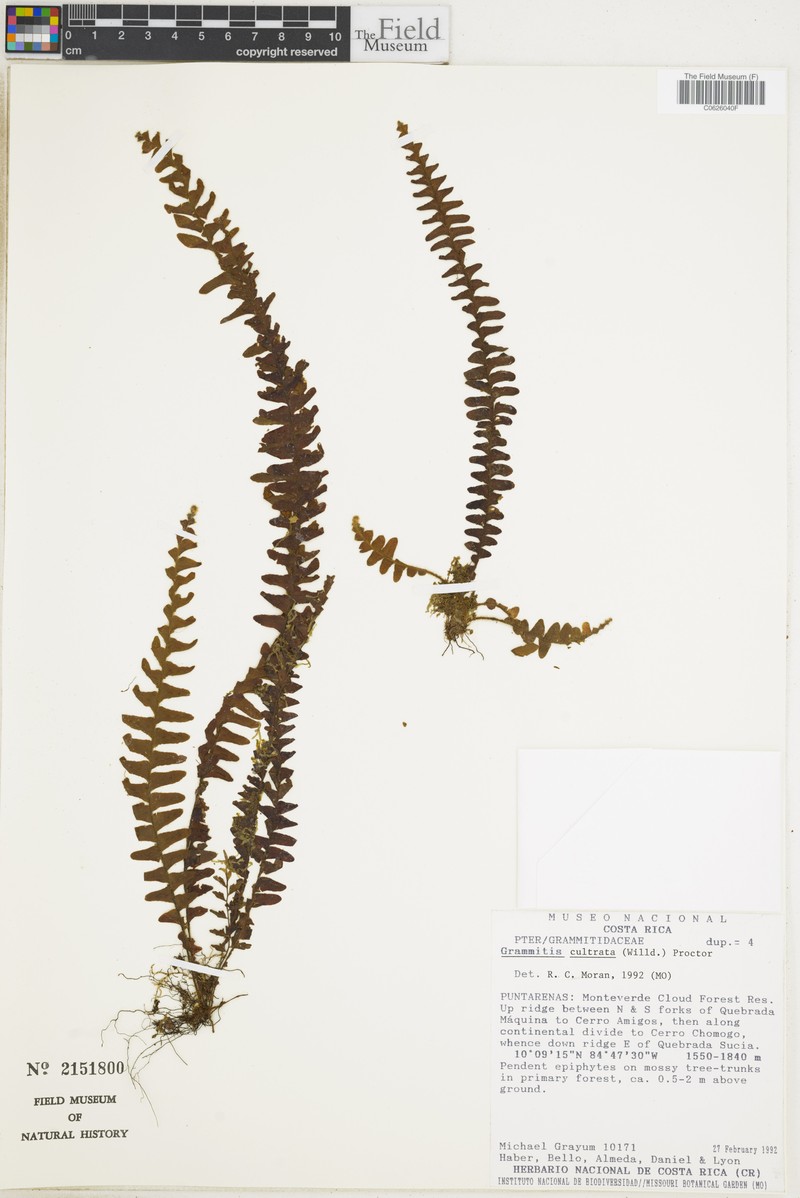 Scaly Dwarf Polypody