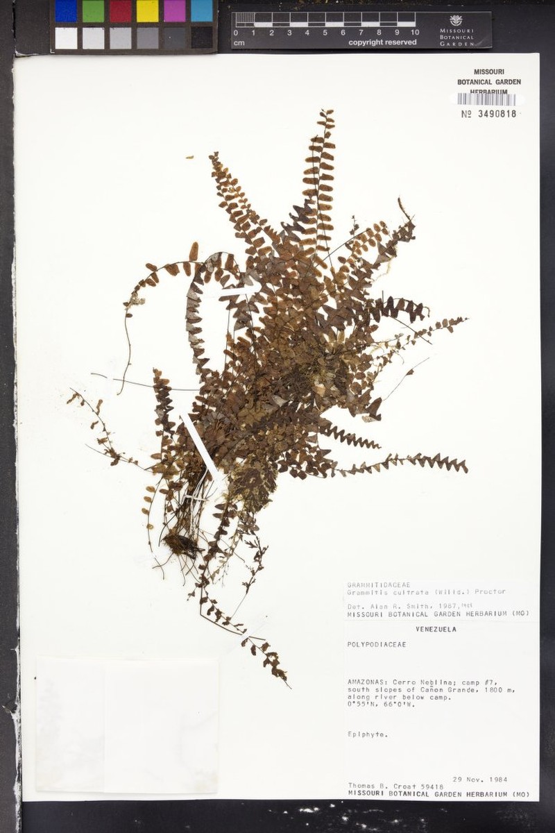 Scaly Dwarf Polypody photo 2