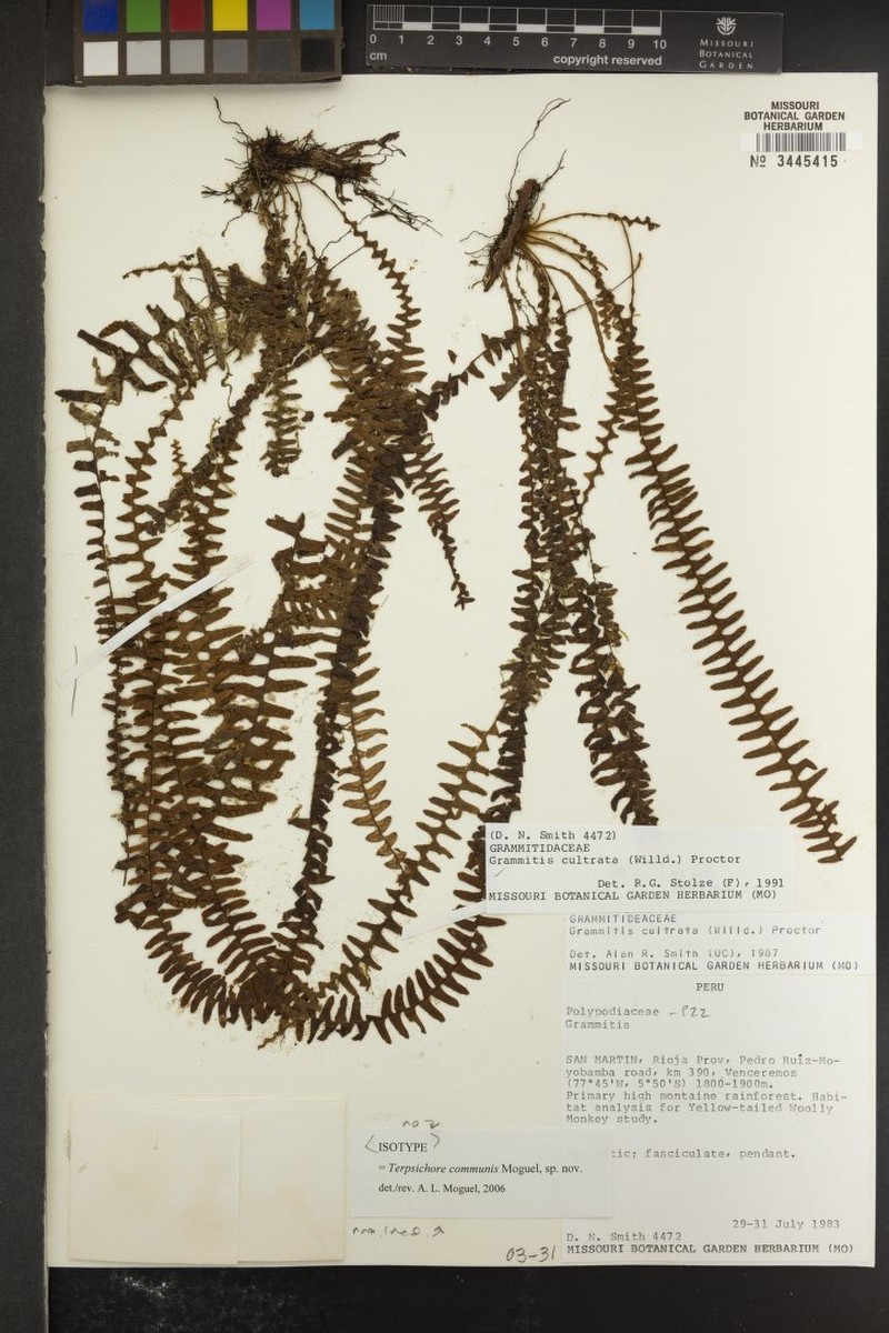 Scaly Dwarf Polypody photo 3