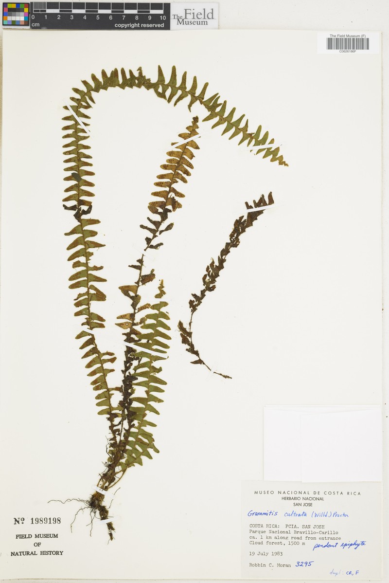 Scaly Dwarf Polypody photo 4