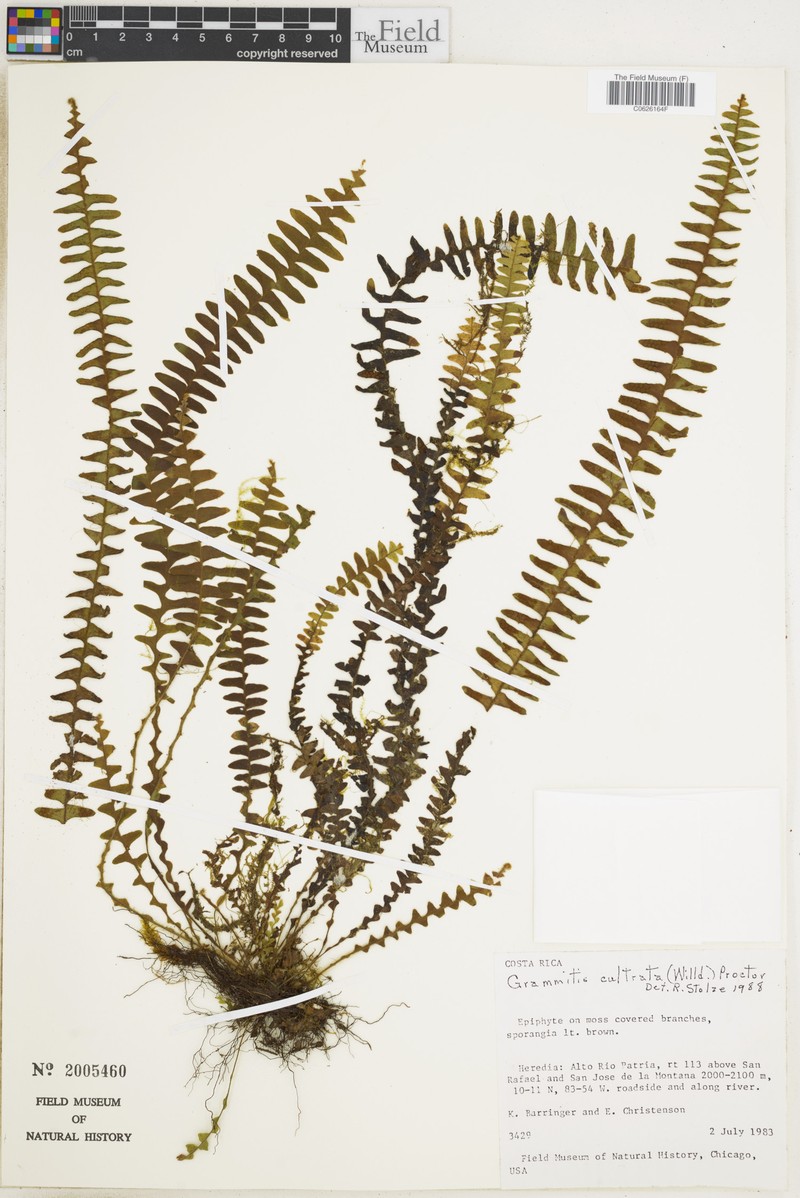 Scaly Dwarf Polypody photo 5
