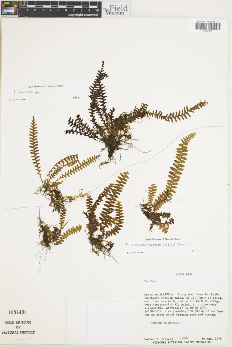 Scaly Dwarf Polypody photo 6