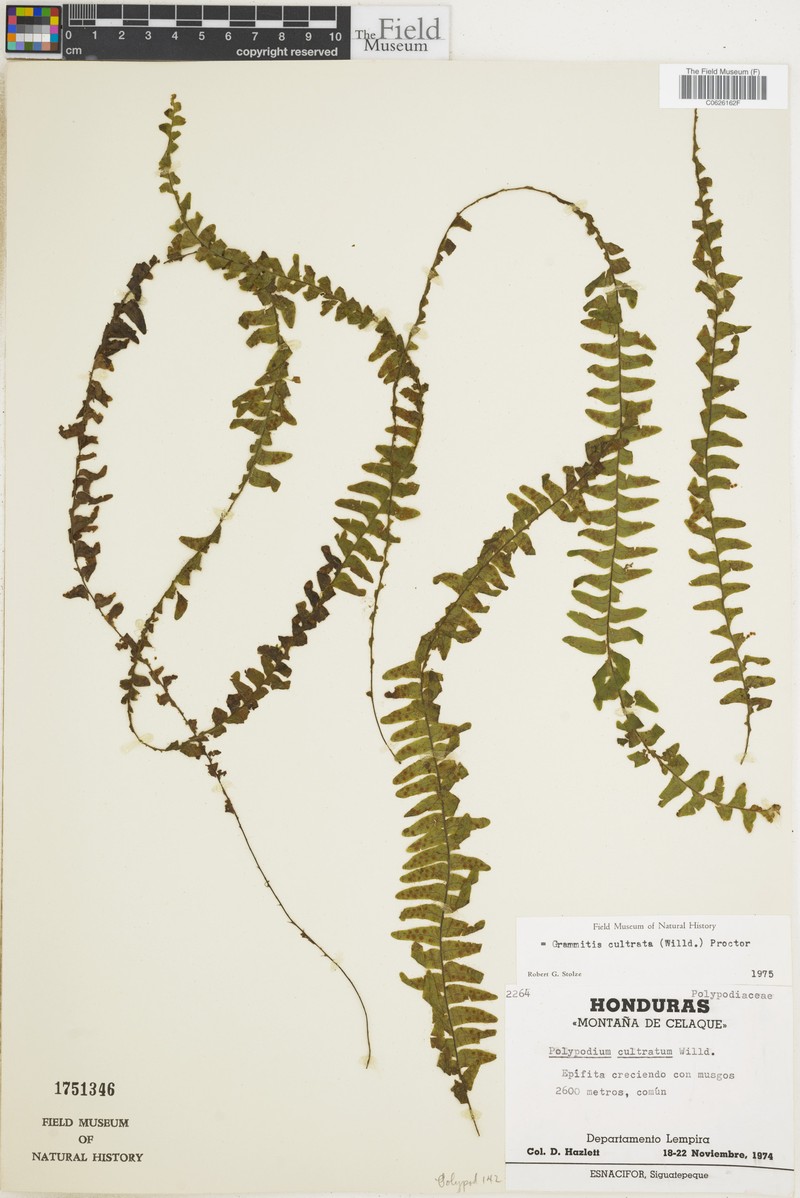 Scaly Dwarf Polypody photo 7