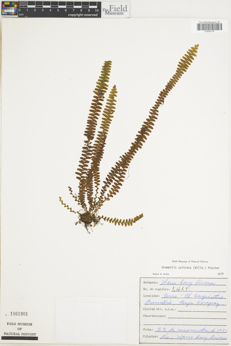 Scaly Dwarf Polypody photo 8