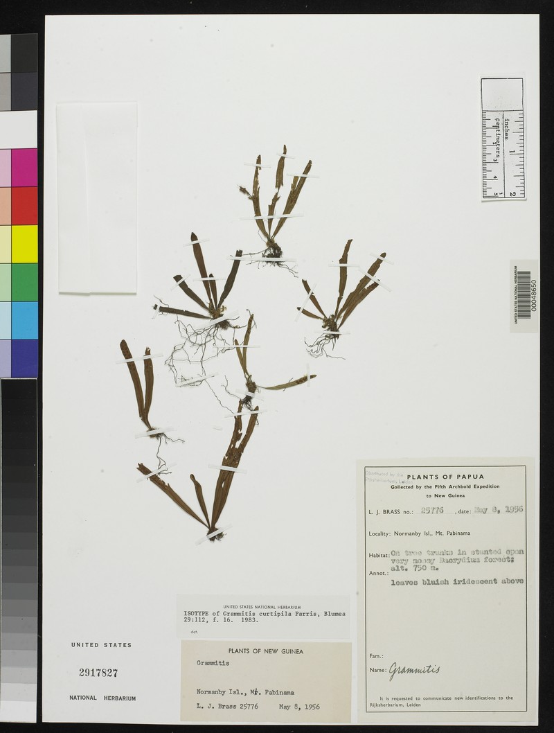 Grammitis curtipila