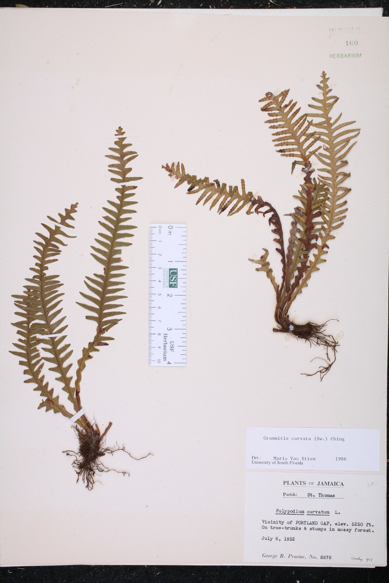 Grammitis curvata