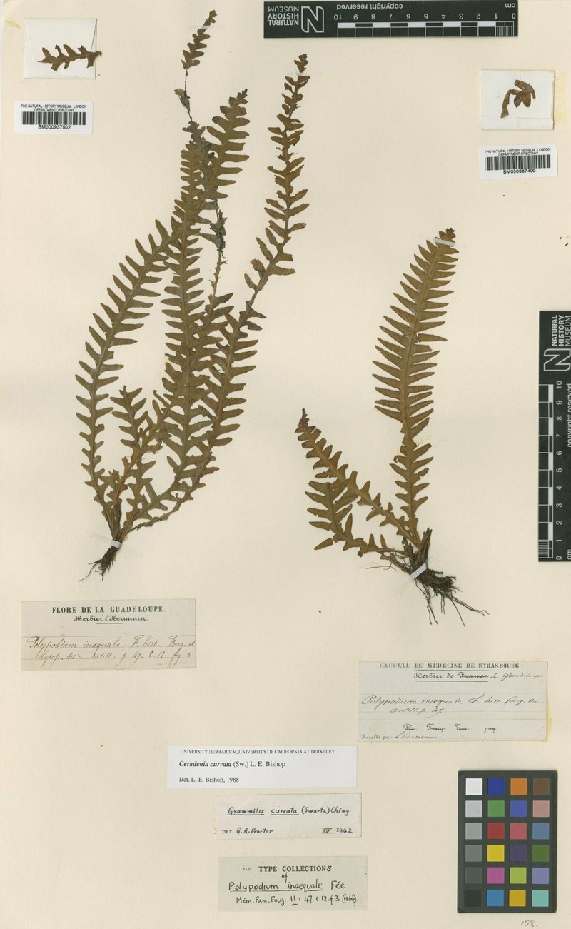 Grammitis curvata photo 3
