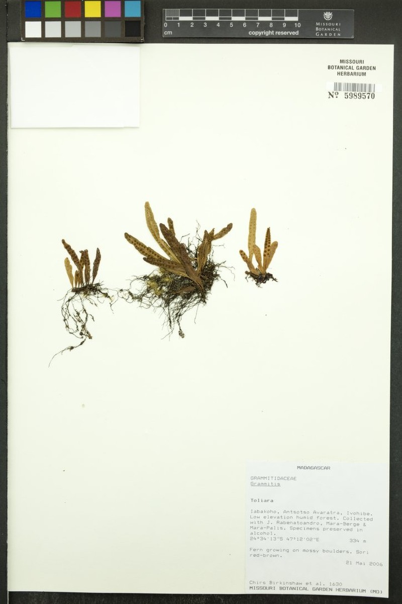 Grammitis dauphinensis