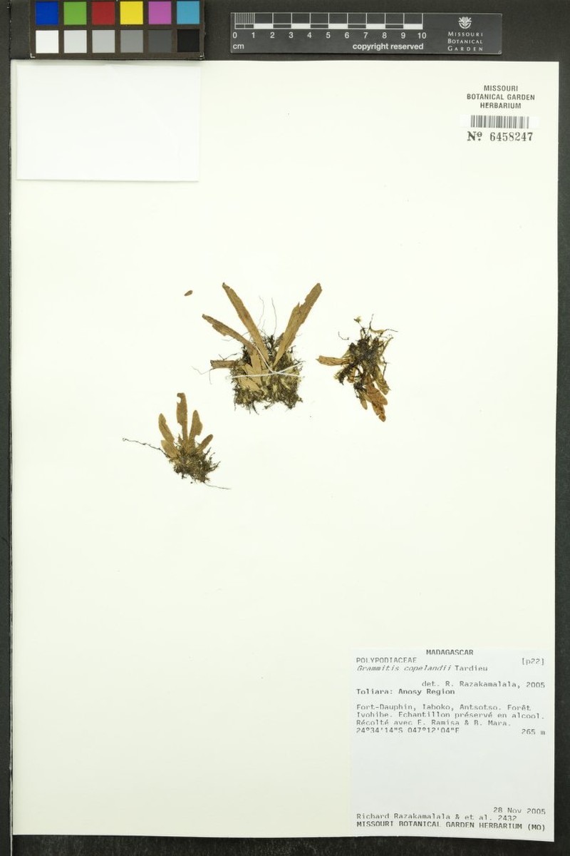 Grammitis dauphinensis photo 2
