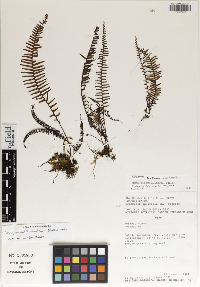 Grammitis david-smithii