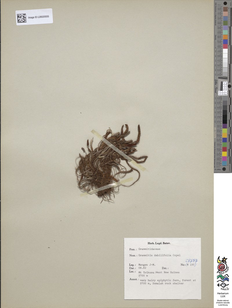 Grammitis debilifolia photo 2
