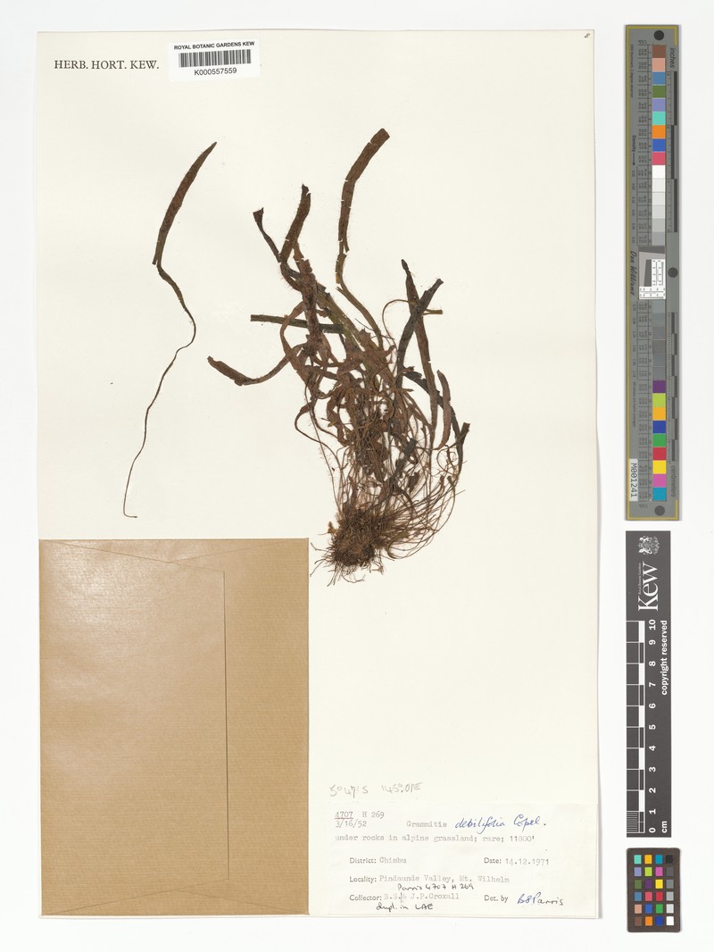 Grammitis debilifolia photo 3