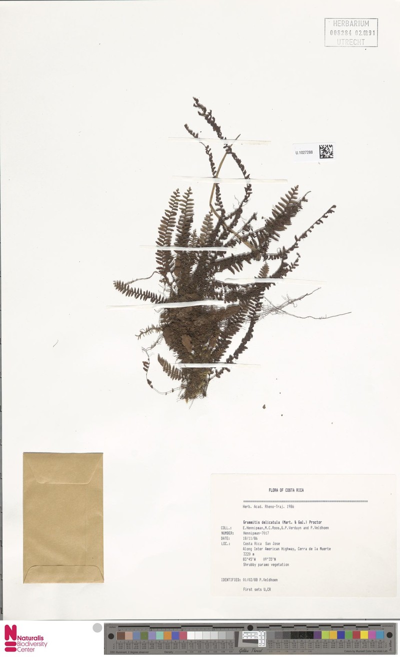 Grammitis delicatula