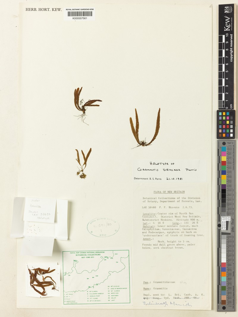 Grammitis demissa