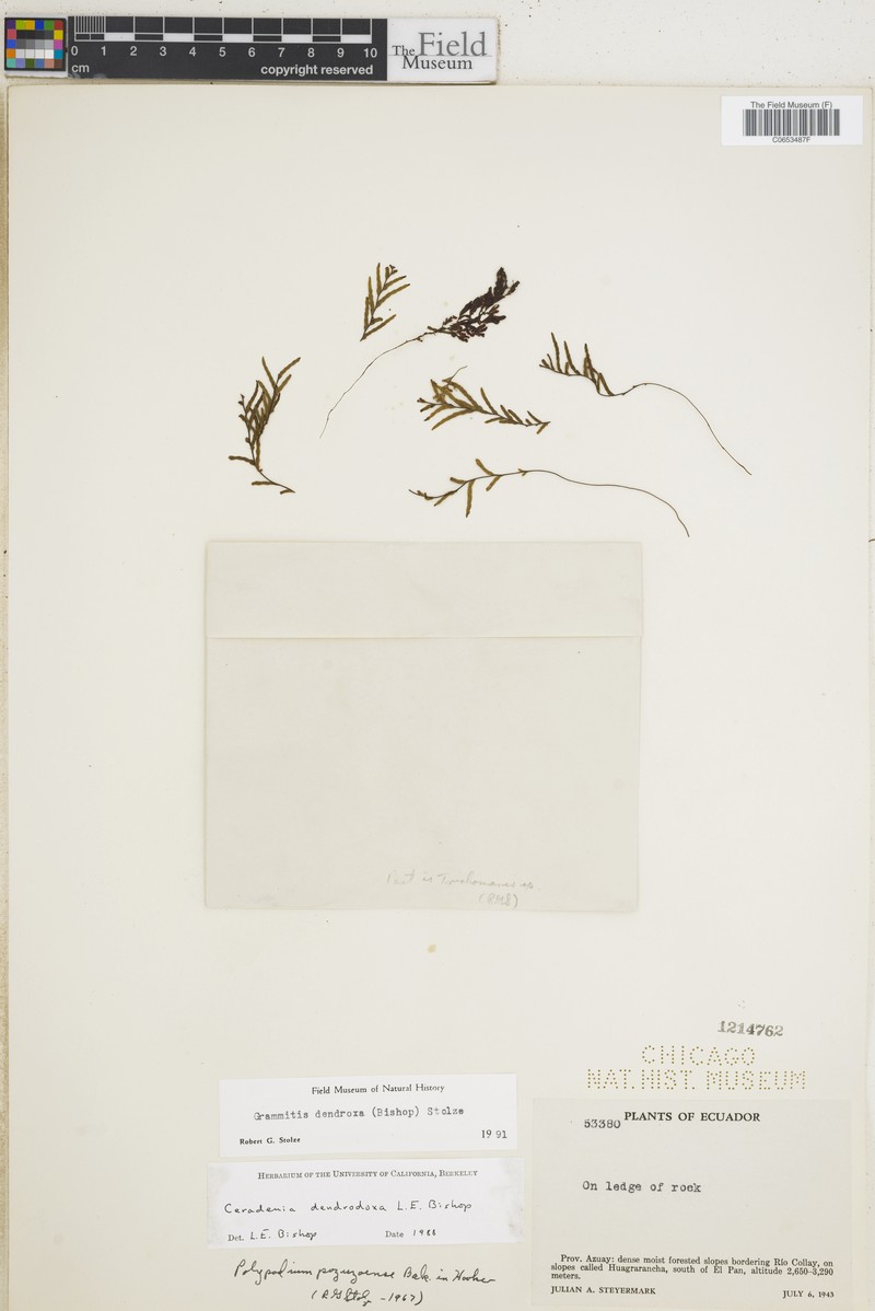 Grammitis dendrodoxa