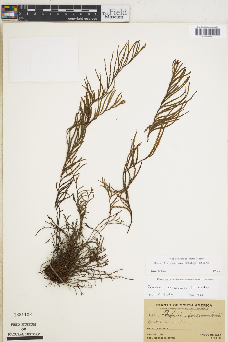 Grammitis dendrodoxa photo 2
