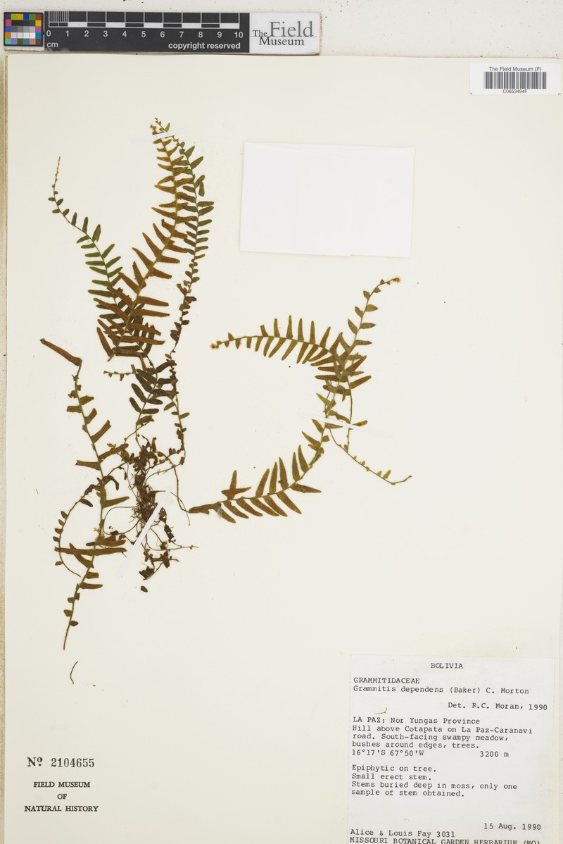 Grammitis dependens