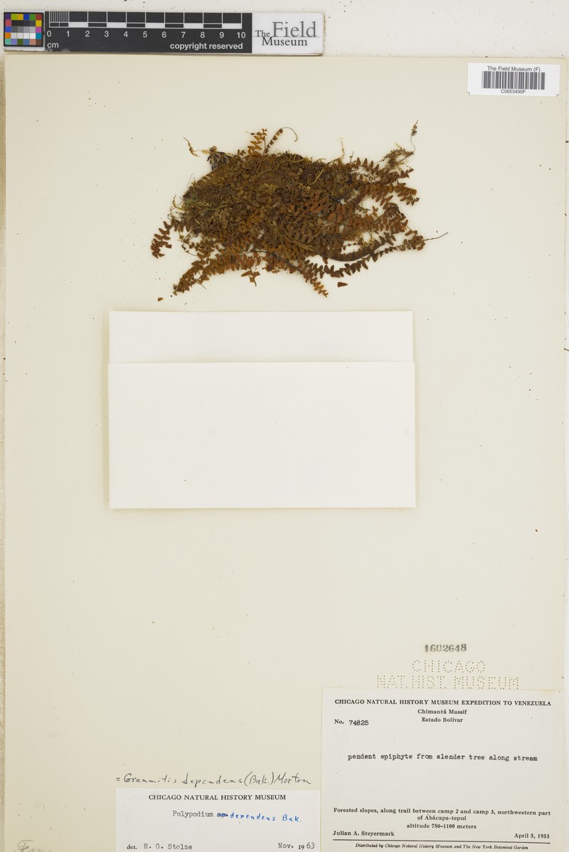 Grammitis dependens photo 3
