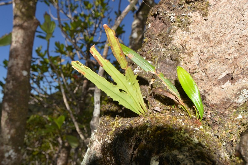 Grammitis deplanchei