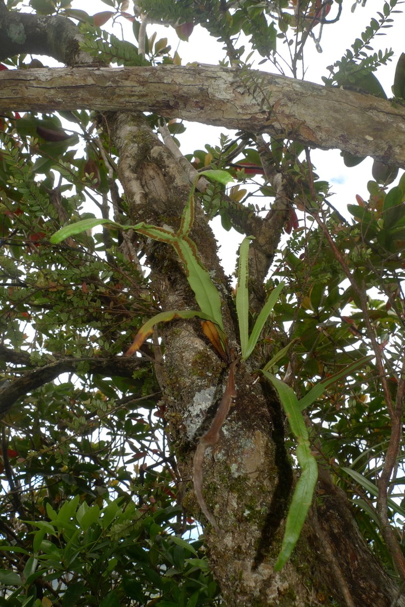 Grammitis deplanchei photo 3