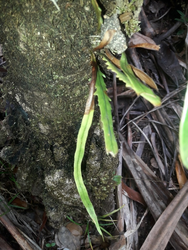 Grammitis deplanchei photo 4