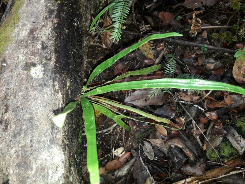 Grammitis deplanchei photo 5