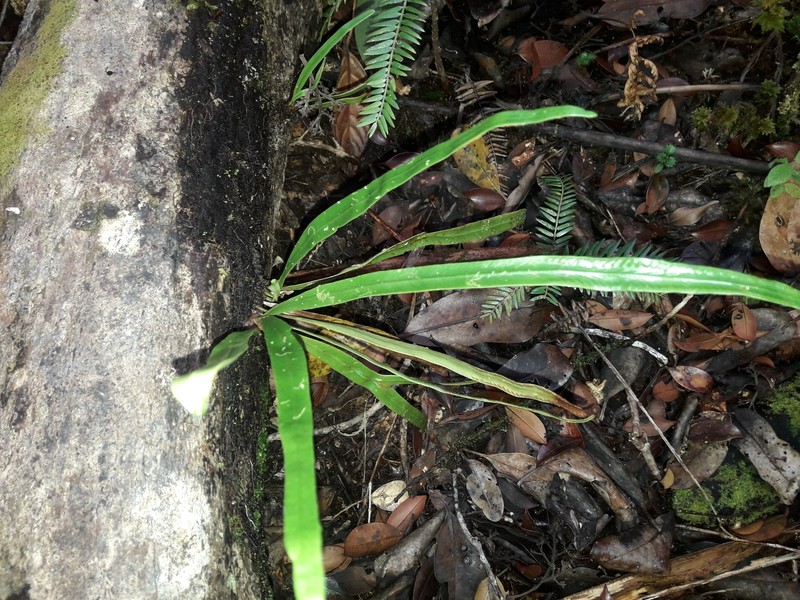 Grammitis deplanchei photo 7