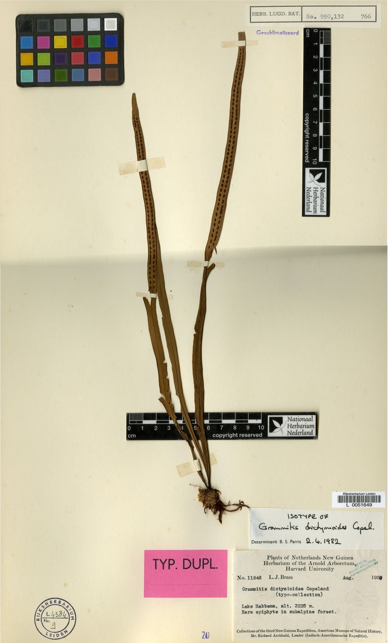 Grammitis dictymioides