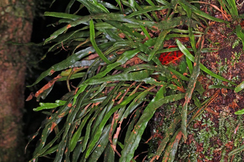 Grammitis diminuta