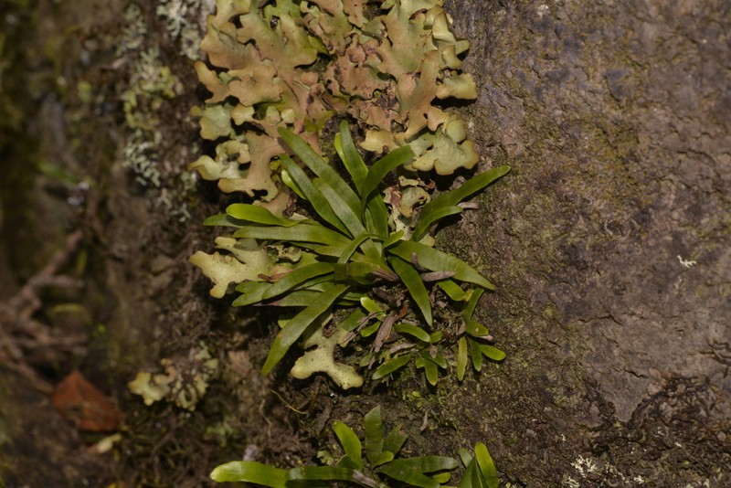 Grammitis diminuta photo 2