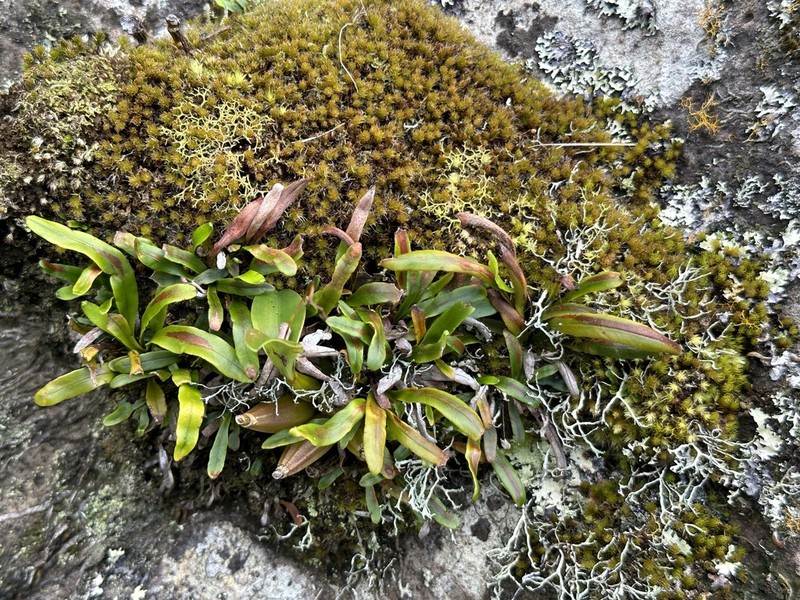 Grammitis diminuta photo 6