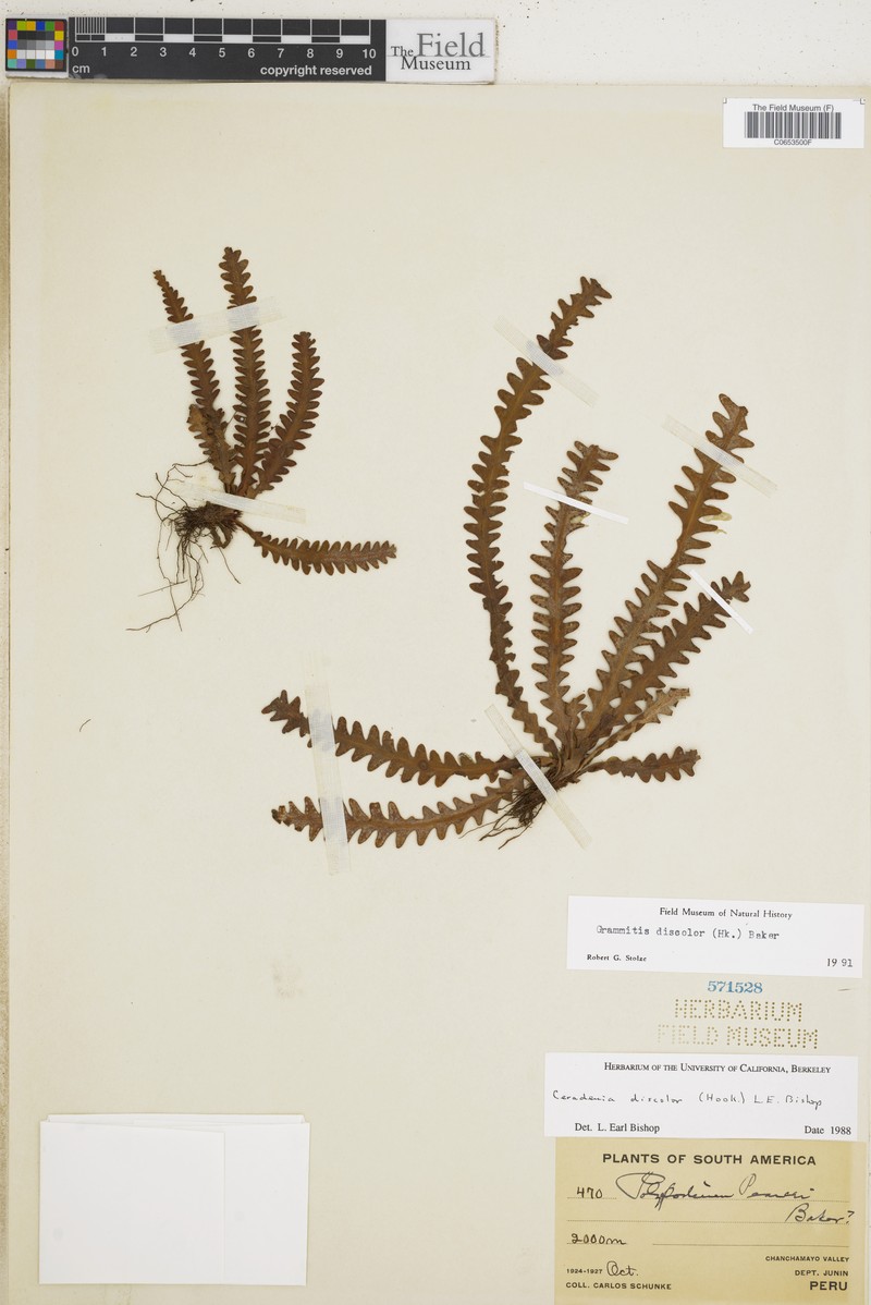 Grammitis discolor