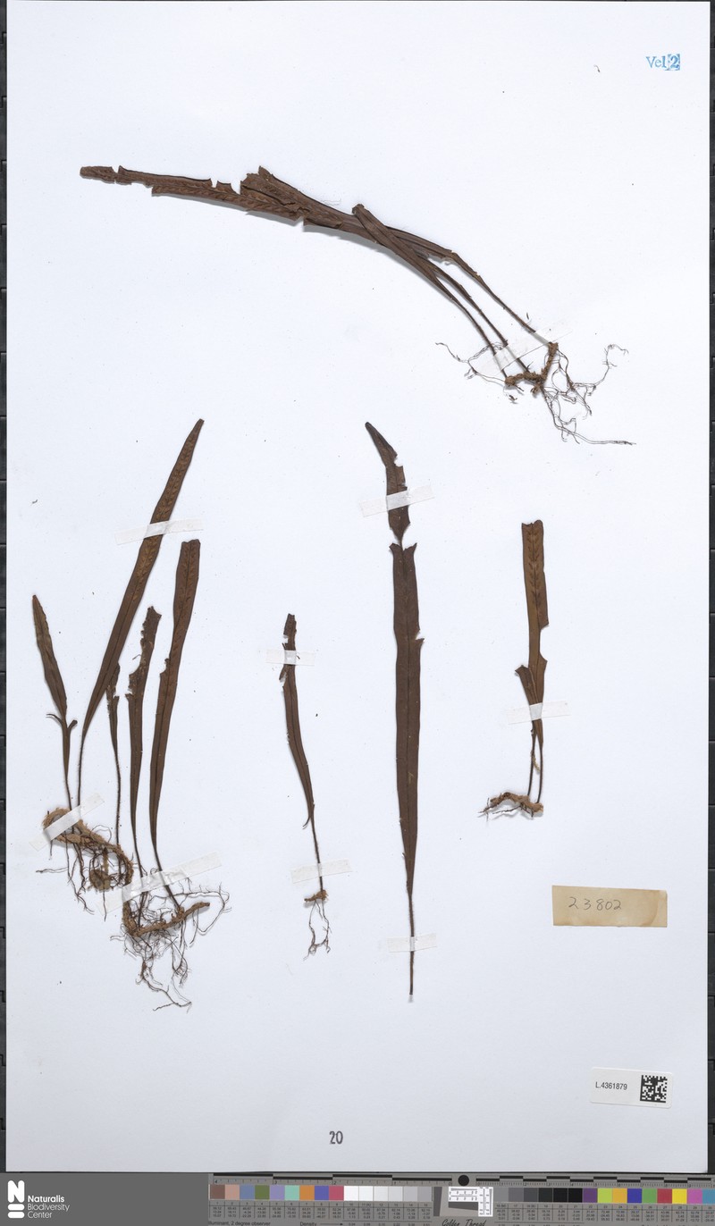 Grammitis dolichosora