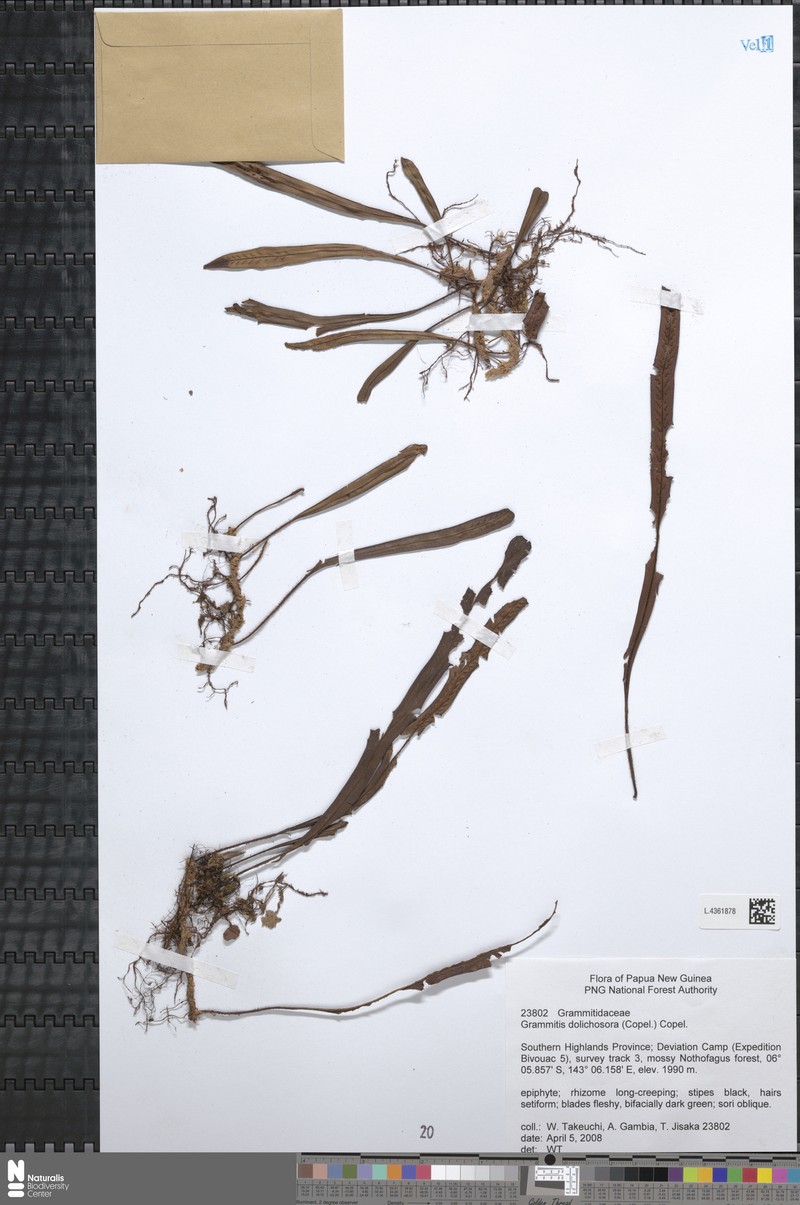 Grammitis dolichosora photo 2