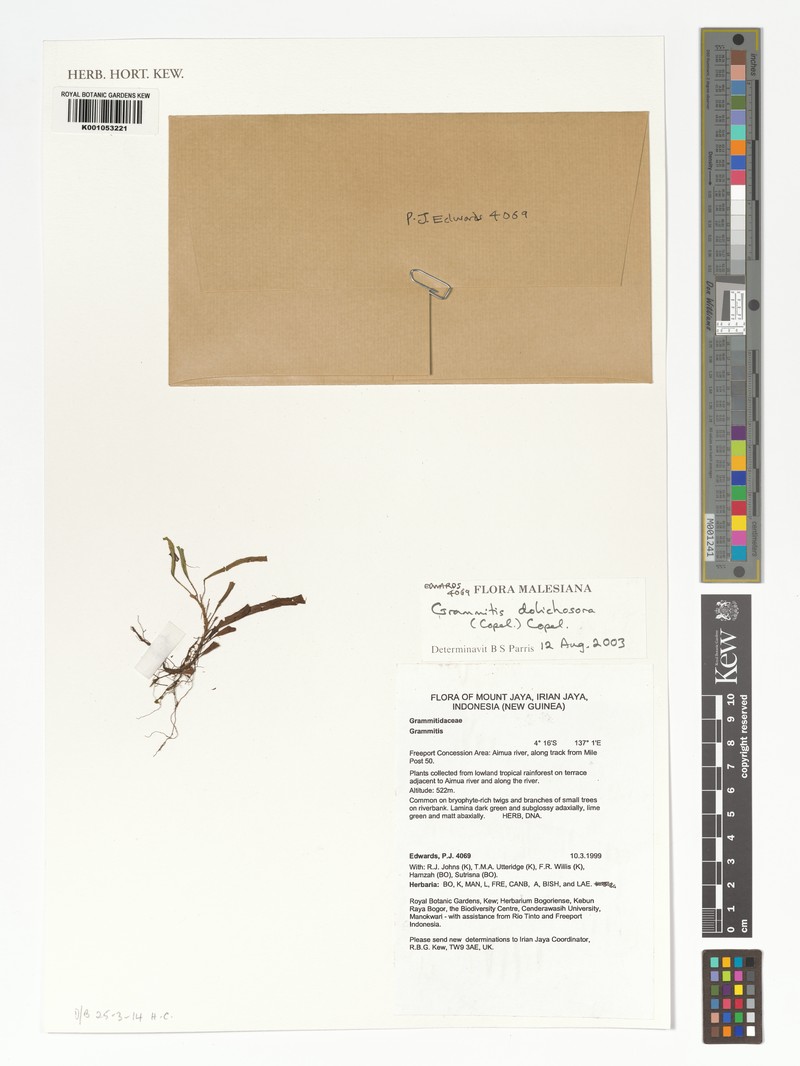 Grammitis dolichosora photo 3
