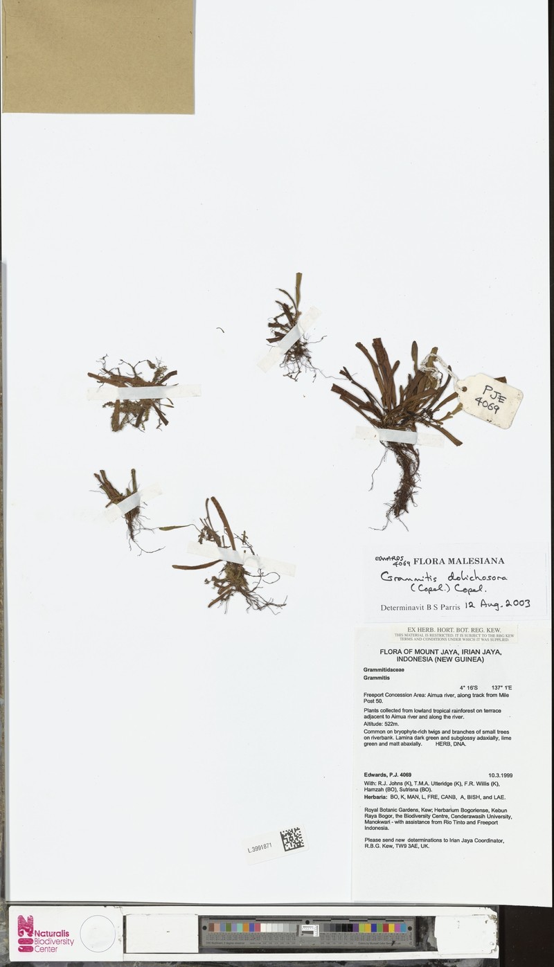 Grammitis dolichosora photo 4