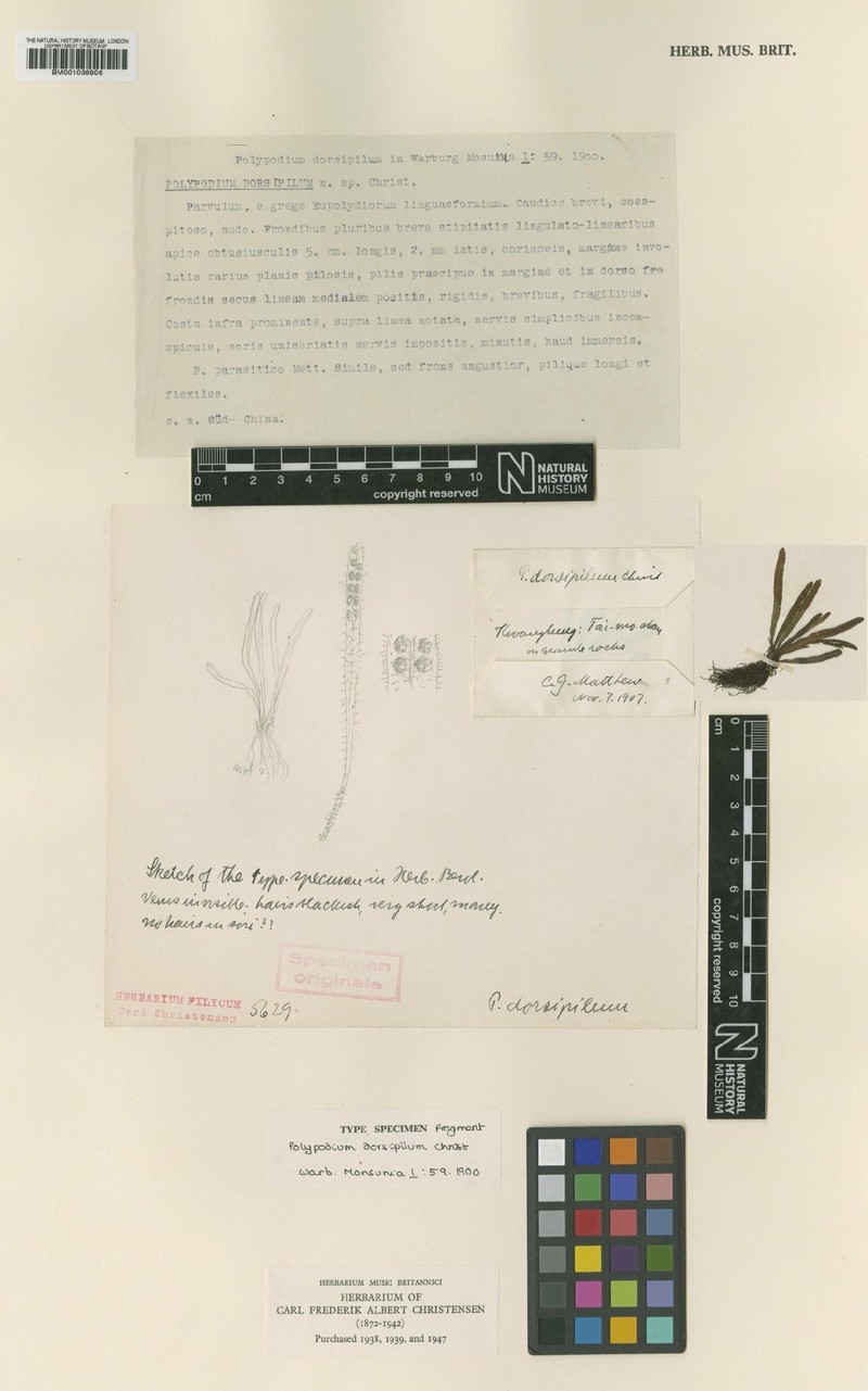 Grammitis dorsipila