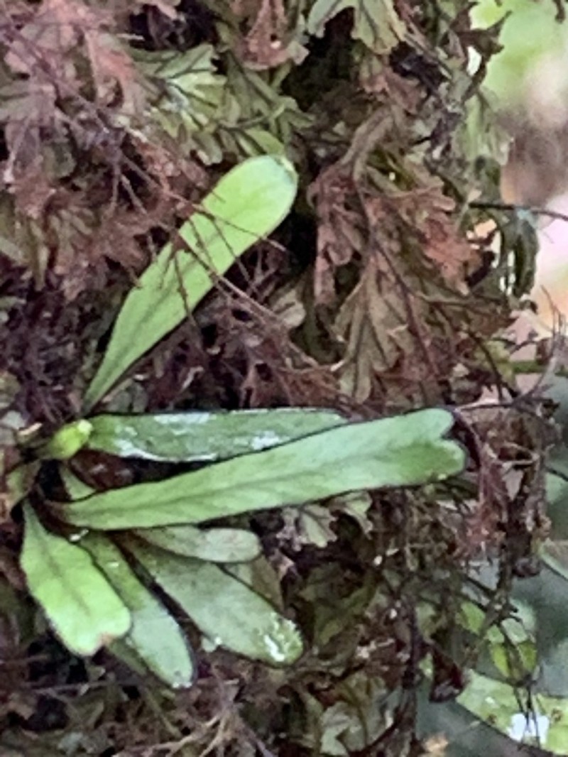 Grammitis ebenina