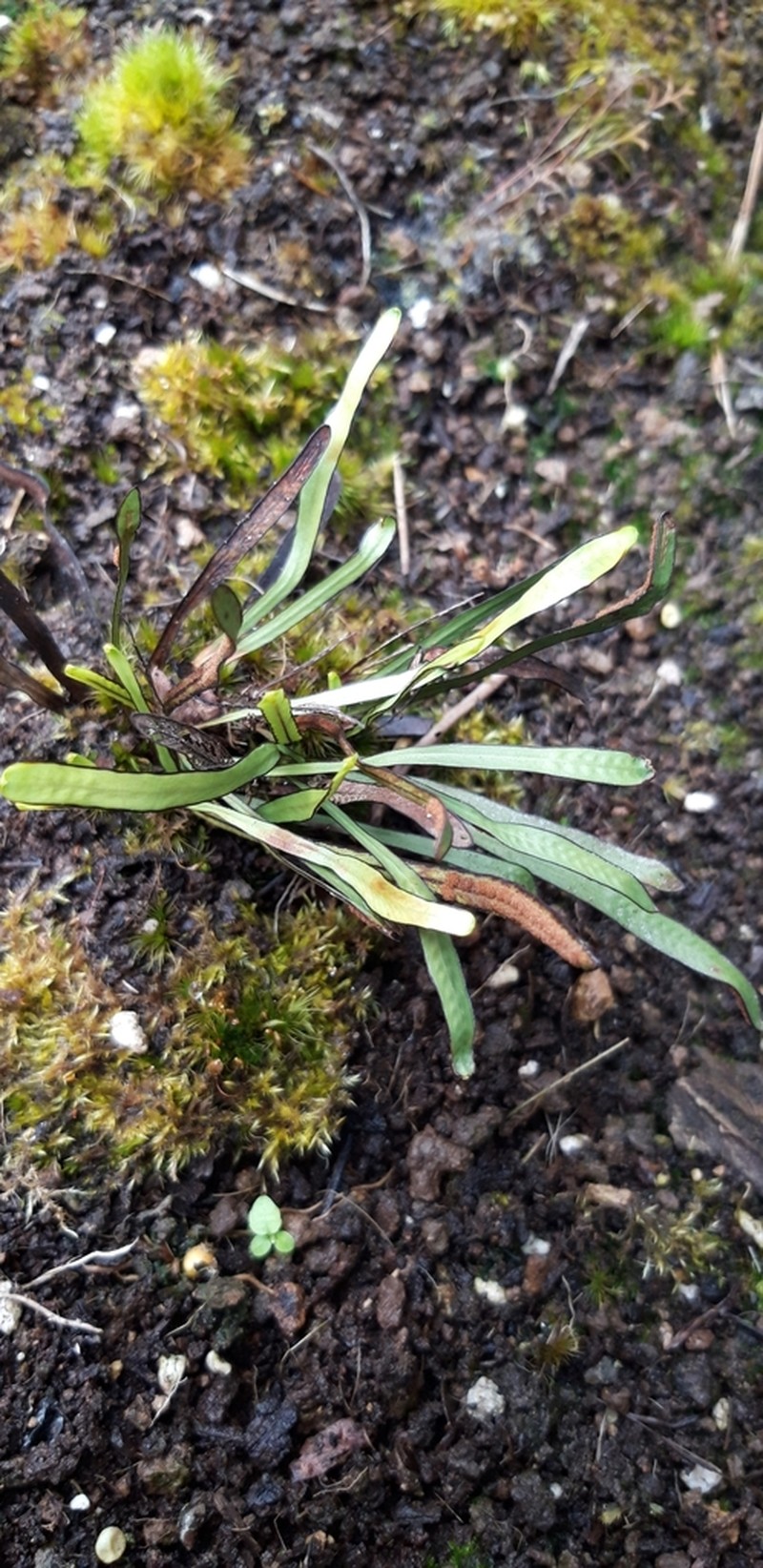 Grammitis ebenina photo 4