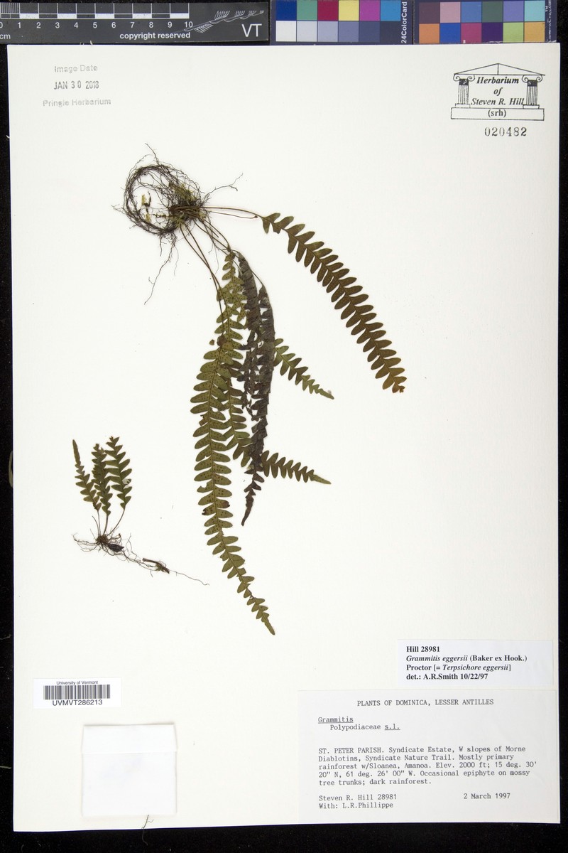 Grammitis eggersii