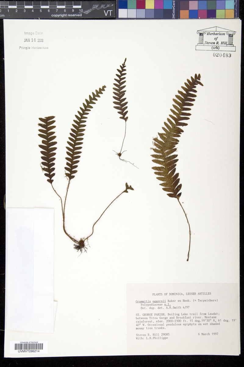 Grammitis eggersii photo 2