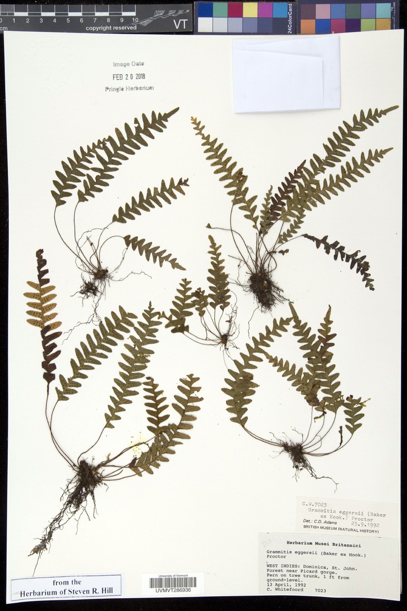 Grammitis eggersii photo 3