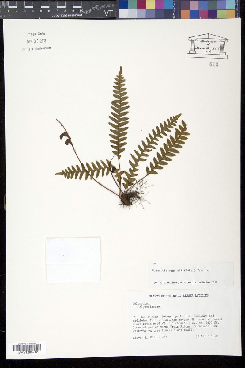 Grammitis eggersii photo 4