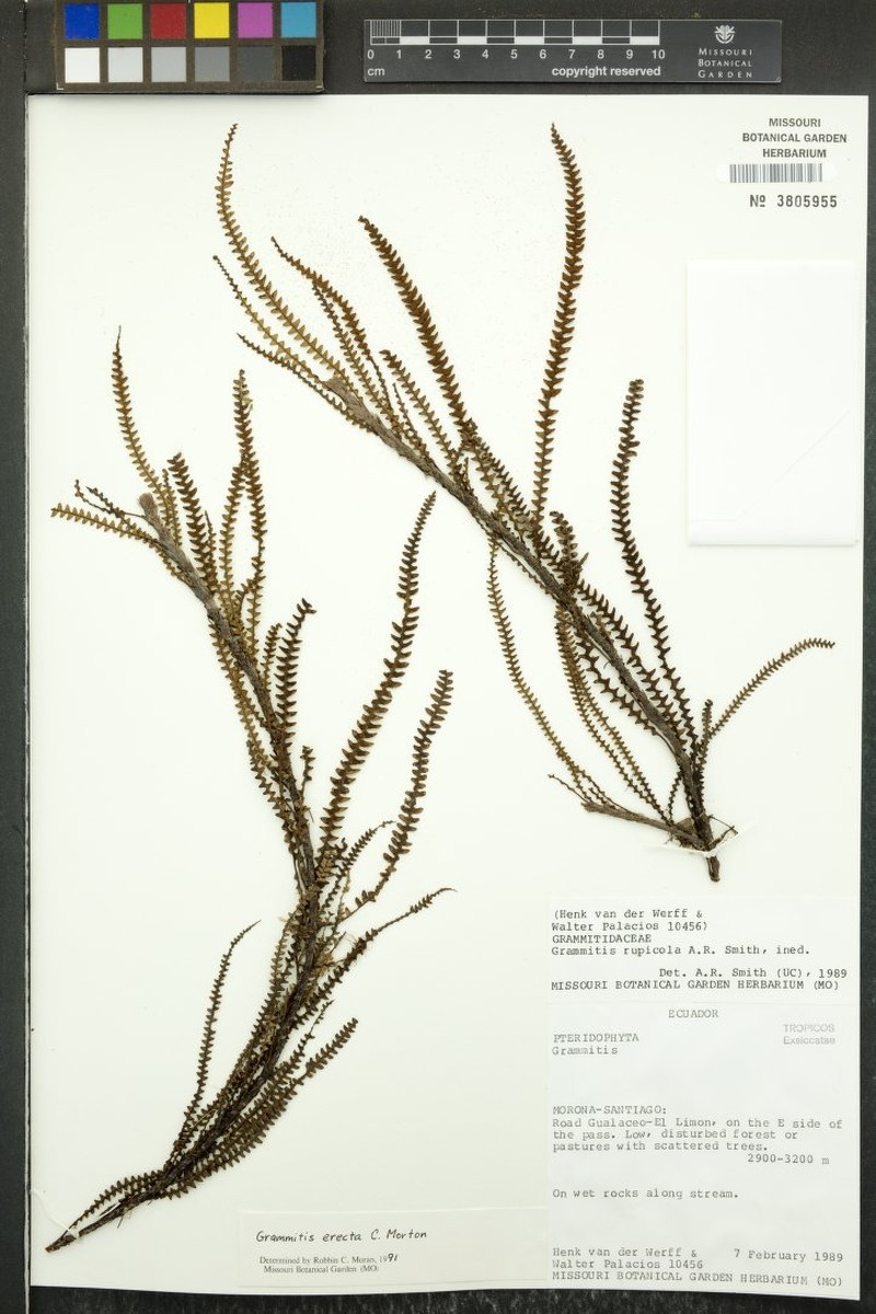 Grammitis erecta